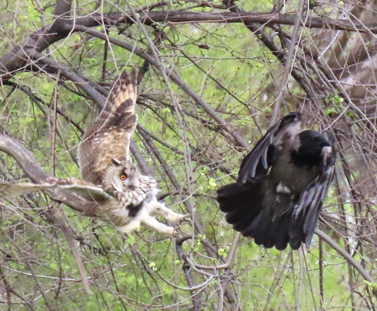 Битва титанів у Кам'янському: унікальна сутичка ворона та сови у звичайному дворі