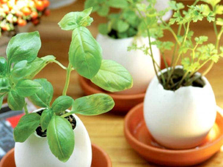 Еко-город на підвіконні: навіщо садити розсаду в шкаралупу та чайні пакетики