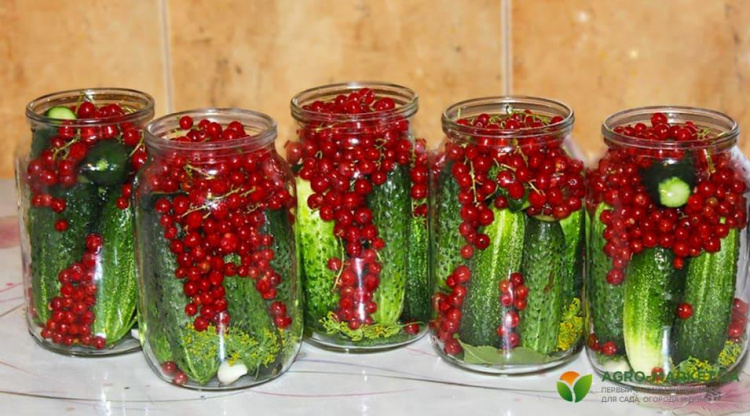 Огірки з червоною смородиною: рецепт хрустких кисло-солодких огірків
