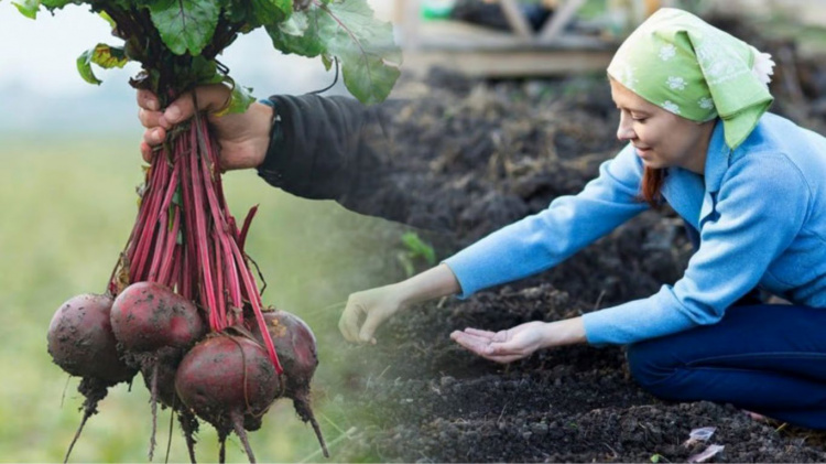 Секрети великого врожаю: коли сіяти буряк на Дніпропетровщині у 2026 році та як не припуститися помилок