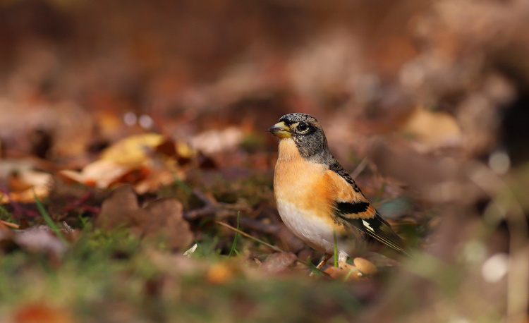 Північний гість у промисловому центрі: на Дніпропетровщині помітили незвичайного яскравого птаха