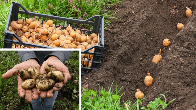 Посадка картоплі на Дніпропетровщині 2026: точні дати, прогноз погоди та головні ризики для врожаю