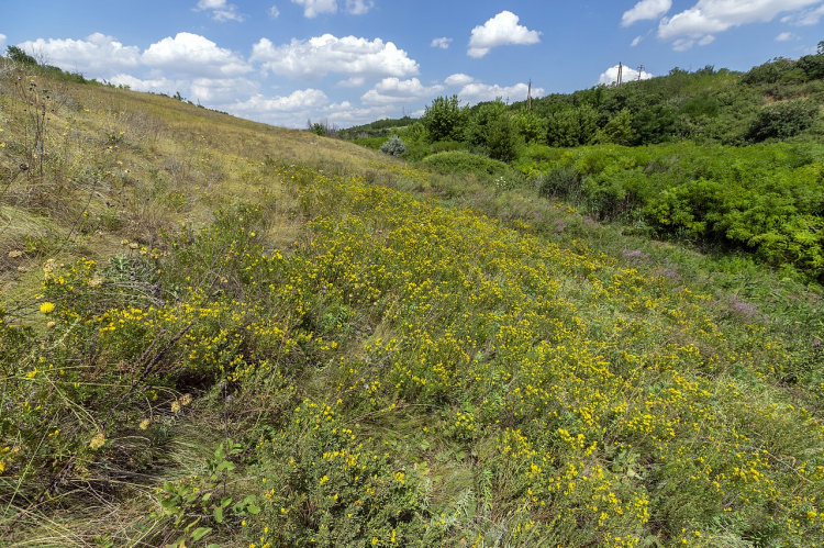 На Дніпропетровщині врятували унікальний заповідний степ - подробиці