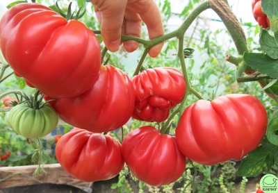 Камʼянчанин виростив помідори-гіганти: скільки важить рекодсмен