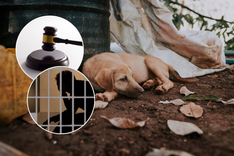 Жорстокість у Жовтих Водах: чим завершилась історія з наругою над загиблою твариною