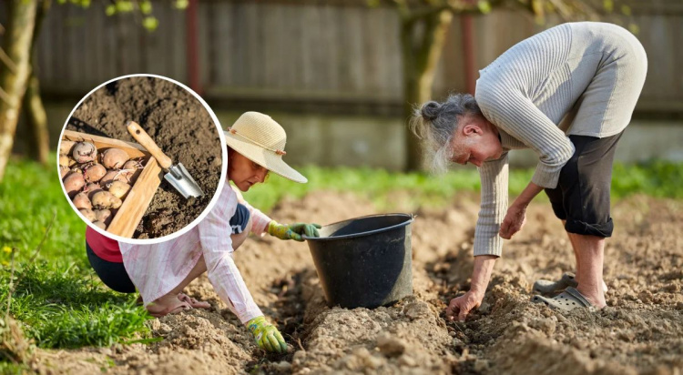 Врожай буде рекордним: коли саме жителям Дніпропетровщини садити картоплю у 2026 році