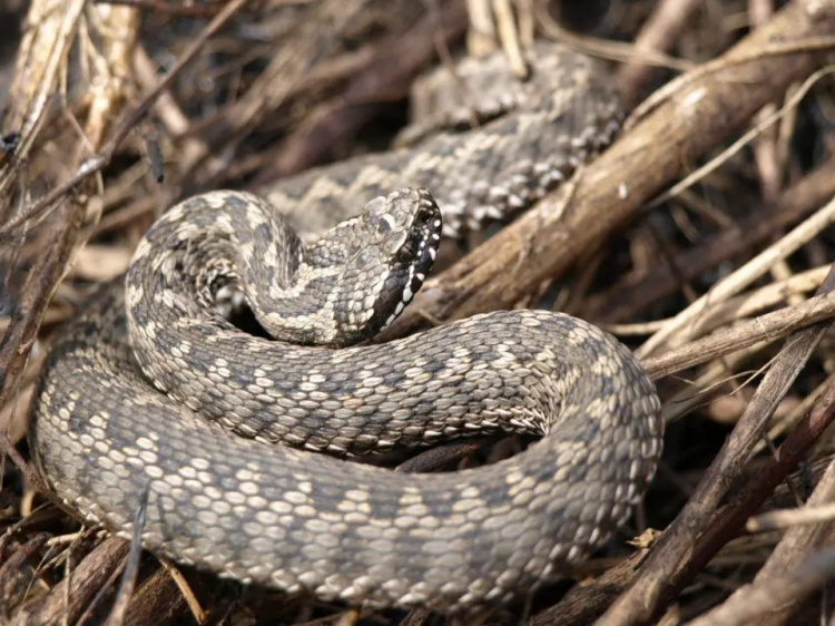 На Дніпропетровщині активізувалися змії: які види плазунів живуть у нашій області та чи є серед них небезпечні