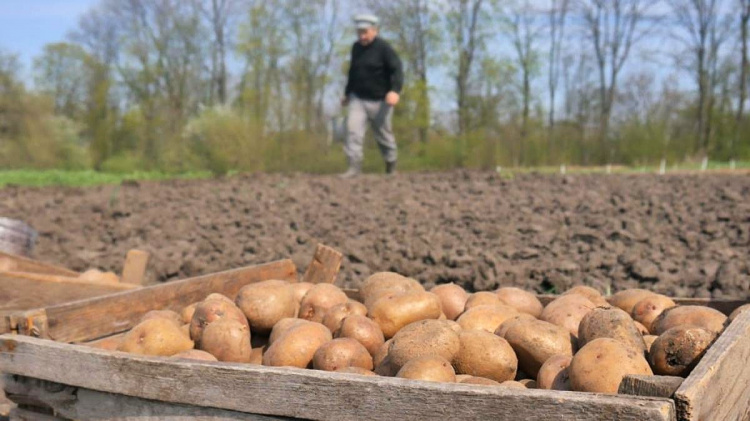 Коли кам'янчанам у цьому році краще садити картоплю: поради синоптика та дати у посівному календарі