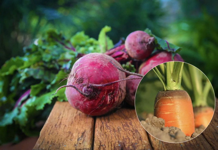 Золоті правила посіву: коли на Дніпропетровщині садити моркву, буряк і редиску, щоб не залишитися без урожаю