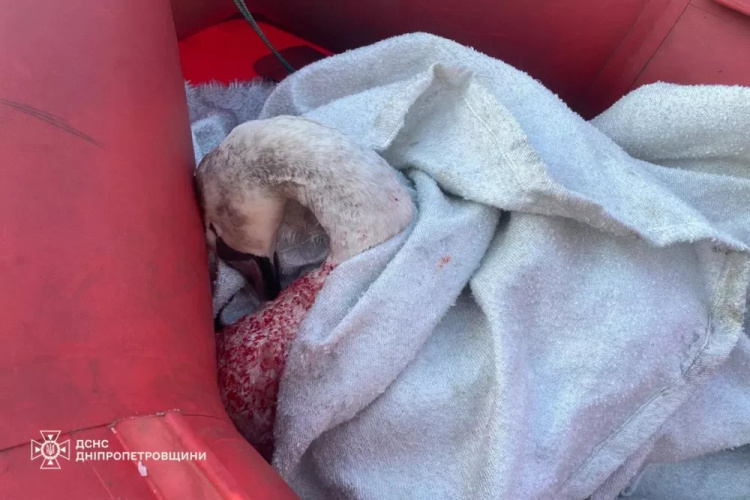 Трагічний фінал: врятований у Кам’янському лебідь помер через неправильне годування