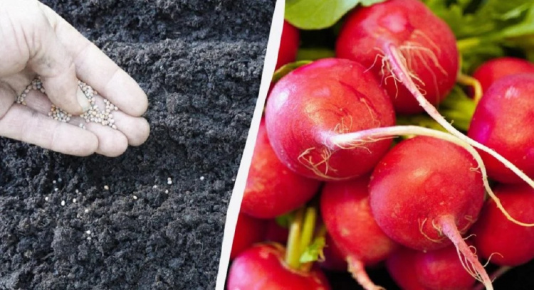 Соковита редиска на Дніпропетровщині: як отримати врожай без теплиці за три тижні