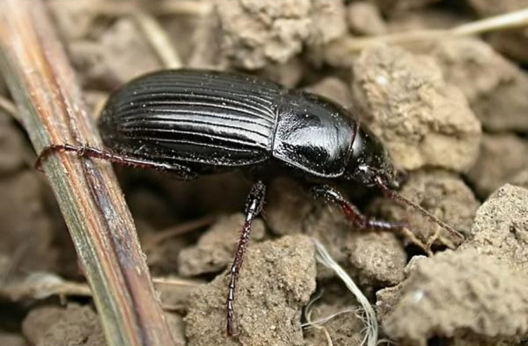 Через війну та клімат: на Дніпропетровщині активізувався небезпечний ворог злакових культур