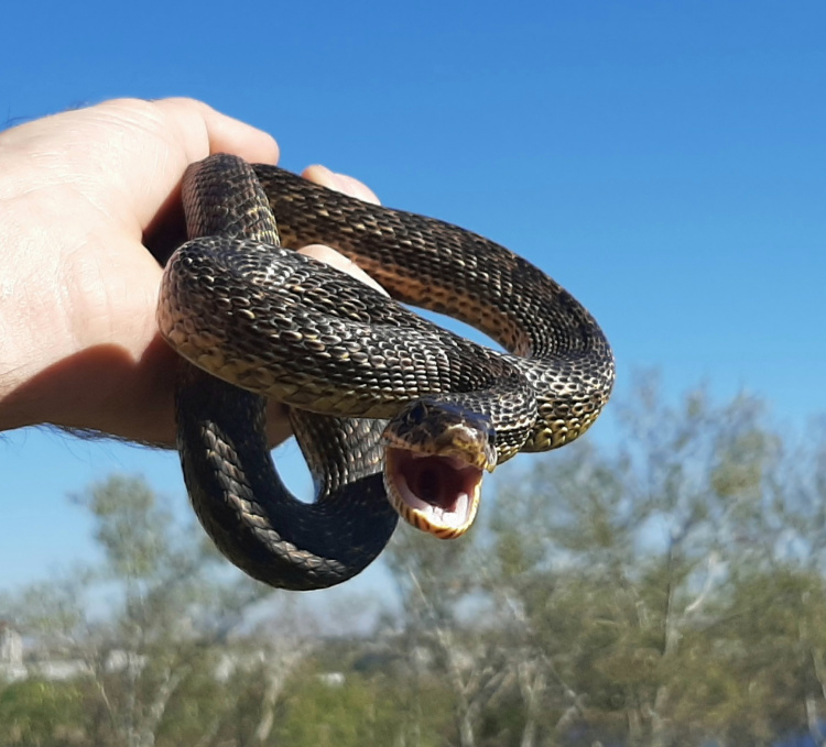 Небезпека під ногами: чому на Дніпропетровщині активізувалися змії та як уберегтися від укусу