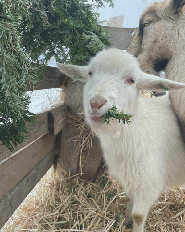 Подаруй ялинці друге життя: на Дніпропетровщині збирають хвойні дерева для евакуйованих тварин
