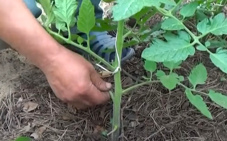Обривати листя у томатів чи ні - відповідь агрономів вас здивує