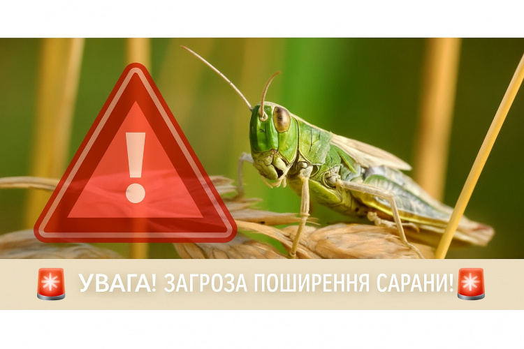 Навала сарани може знищити врожай: аграрії Дніпропетровщини отримали офіційне попередження