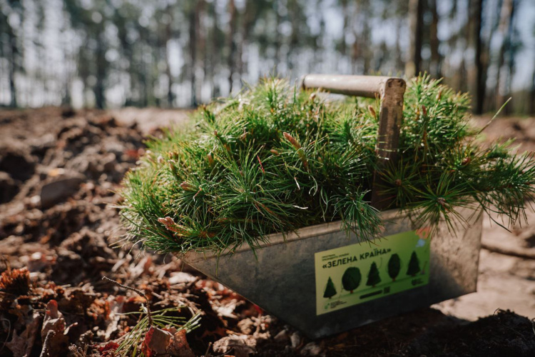 На Дніпропетровщині цієї весни висадять понад 450 гектарів нового лісу: подробиці