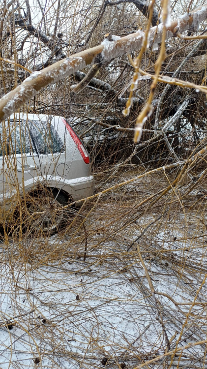 Наслідки ожеледі: у Кам’янському дерево не витримало негоди та пошкодило два автомобілі