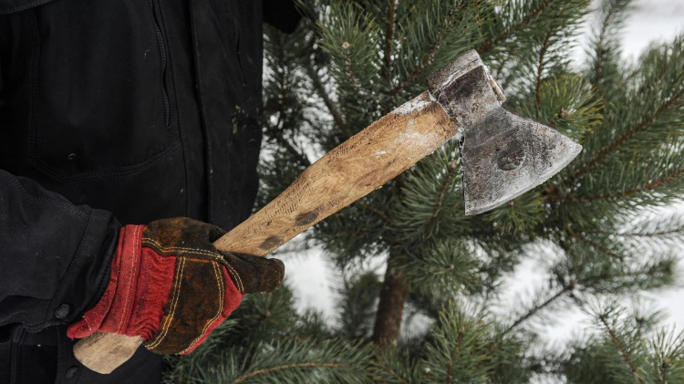 Шалена "різдвяна" ціна: нелегальна вирубка ялинок у грудні коштуватиме українцям утричі дорожче