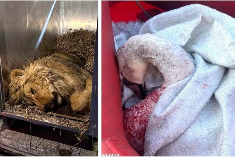 Король лев та принцеса лебідь: рятувальники Дніпропетровщині перетворили страшну реальність на щасливі історії порятунку