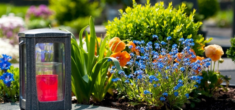 Які квіти посадити на кладовищі: обираємо невибагливі рослини, що квітнуть довго