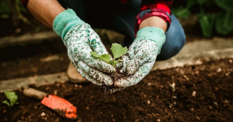 Урожайний квітень на Дніпропетровщині: повний календар посадок та критичні дати, які не можна пропустити