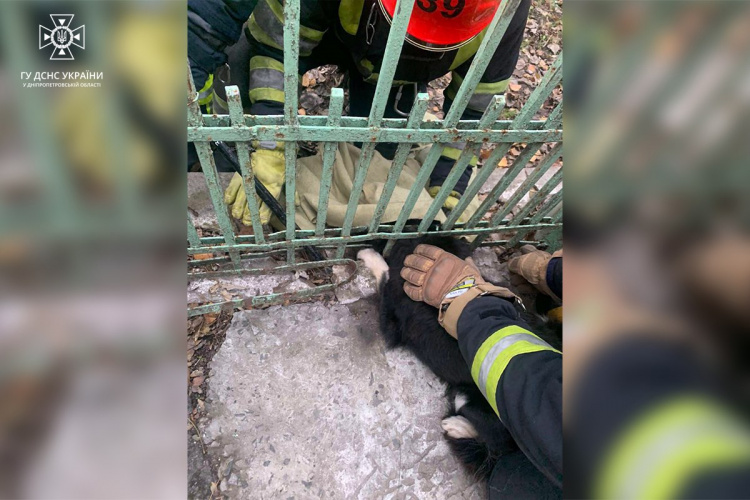 Звільнили з залізної пастки - у Кам’янському районі врятували собаку