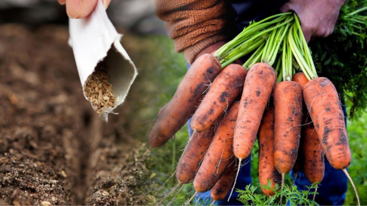 Помилка вартуватиме врожаю: коли саме сіяти моркву на Дніпропетровщині навесні 2026 року