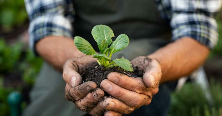 Секрети родючого чорнозему: як аграрії Дніпропетровщини подвоюють врожайність без «хімії»