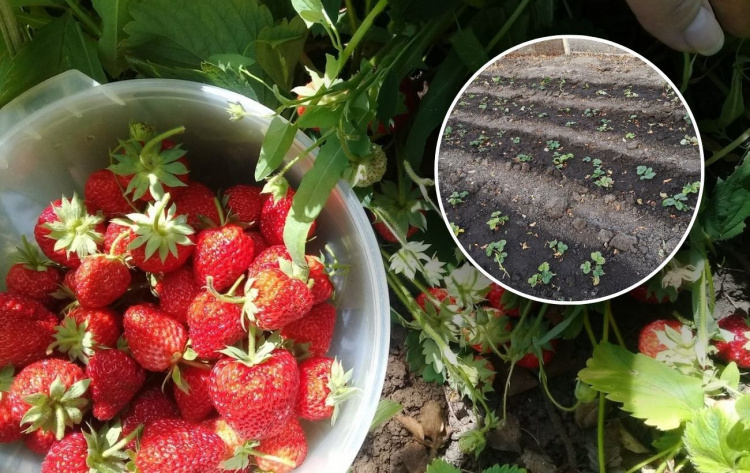 Вирощування полуниці на Дніпропетровщині: як отримати максимальний урожай у 2026 році та які сорти обрати