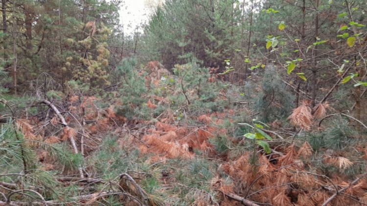 Таємниця Шульгівського лісу: що відомо про магнітні аномалії та НЛО