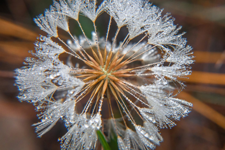 Містичний і прадавній: таємниці Колонського лісу на околиці Дніпра