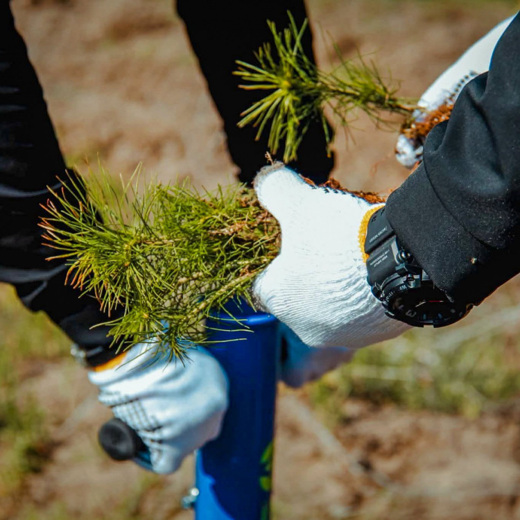 На Дніпропетровщині з’явився новий «Ліс пам’яті»: 7,5 тисяч сосен на честь полеглих героїв