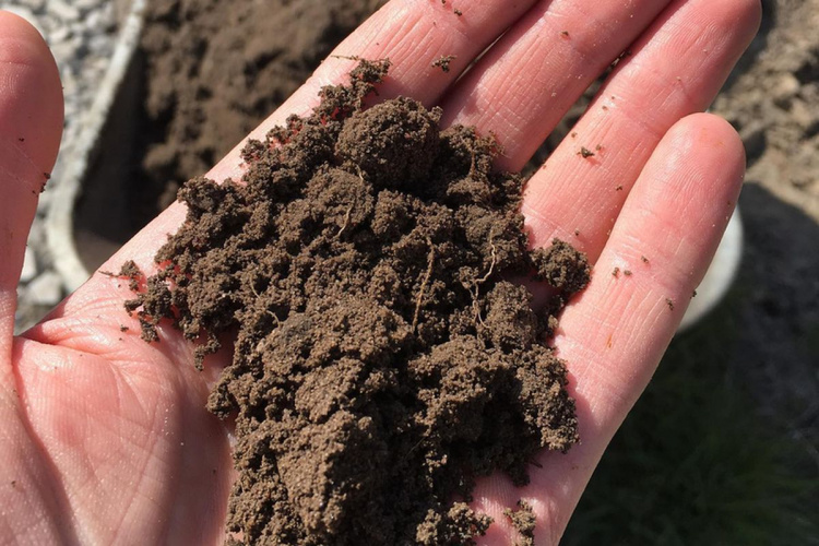 Секрет родючості важкої землі: що посадити на глинистих ділянках Дніпропетровщини, щоб зібрати рекордний урожай