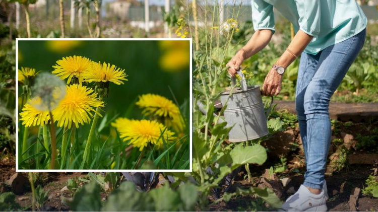 Добриво з кульбаб: як зробити безкоштовну підгодівлю на Дніпропетровщині