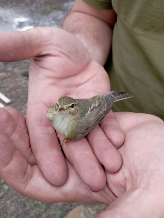 Битва за життя: на Дніпропетровщині боєць ЗСУ врятував маленьку пташку після атаки БпЛА