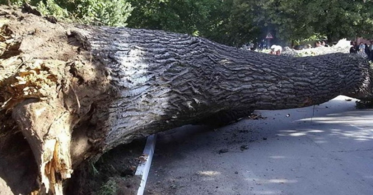 Сильний вітер у Кам'янському: дерево впало на пішоходів, є госпіталізовані - відео