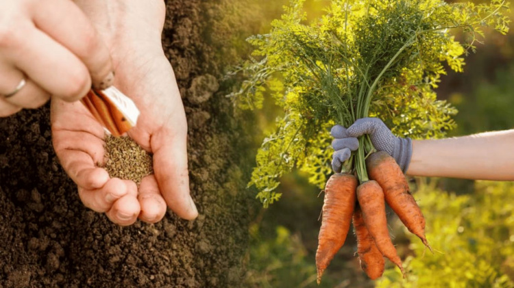 Коли сіяти моркву на Дніпропетровщині у 2026 році: золоті правила та точні терміни для рекордного врожаю