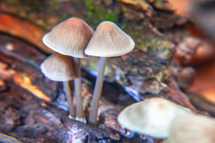 Містичний і прадавній: таємниці Колонського лісу на околиці Дніпра