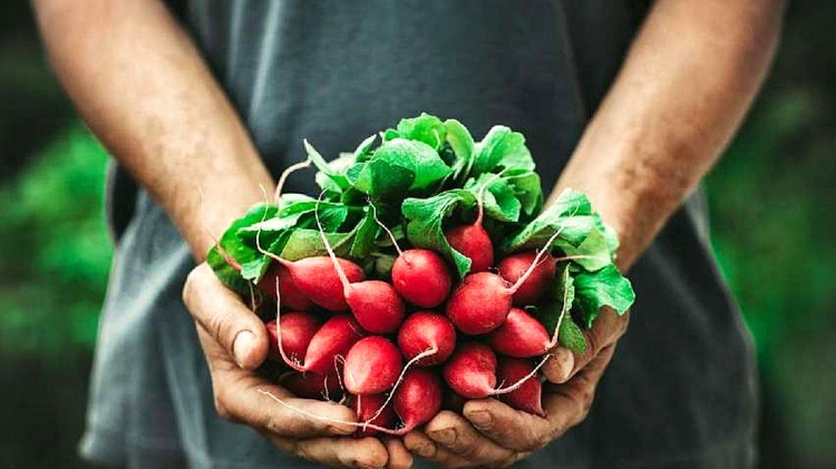 Чому редис гіркий і пустий всередині: помилки, які роблять майже всі