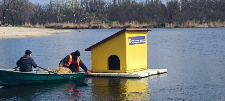 Качине новосілля на Дніпропетровщині: плавучі будиночки на річці заселили пернаті мешканці