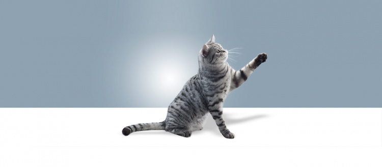 Гострий кіготь – щасливий кіт: розвінчуємо міфи про антицарапки