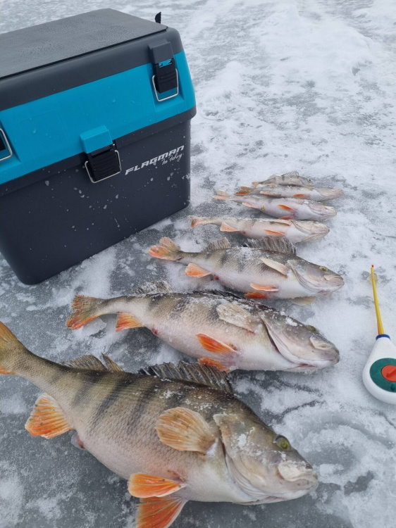 Зимова риболовля на Блакитному озері у Кам'янському: як виманити окуня-гиганта з-під льоду