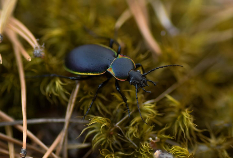 Отруйні жуки з'явилися на Дніпропетровщині: після контакту з ними утворюються пухирі