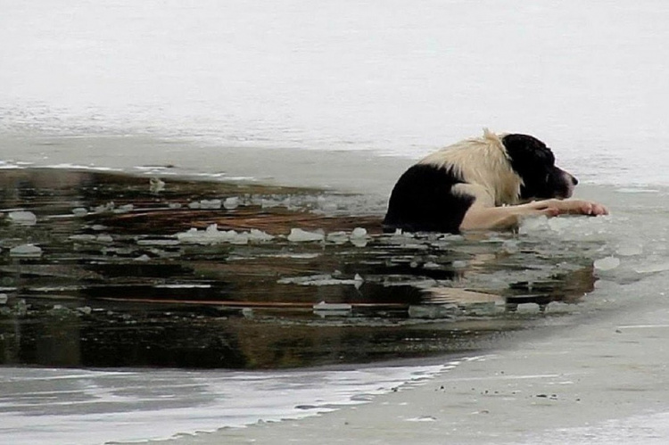 Герой Кам’янського району: як хлопець врятував собаку, що опинився у крижаній пастці