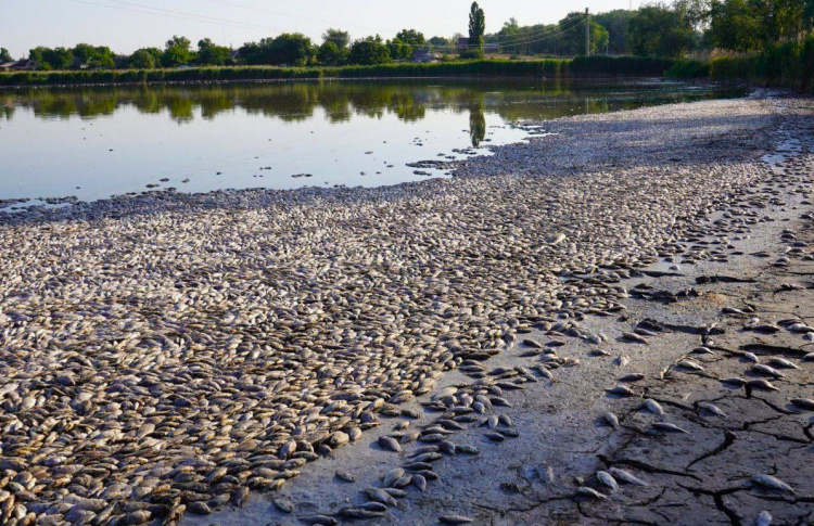 Смердюча пастка: на Дніпропетровщині водойма всіяна тоннами мертвої риби
