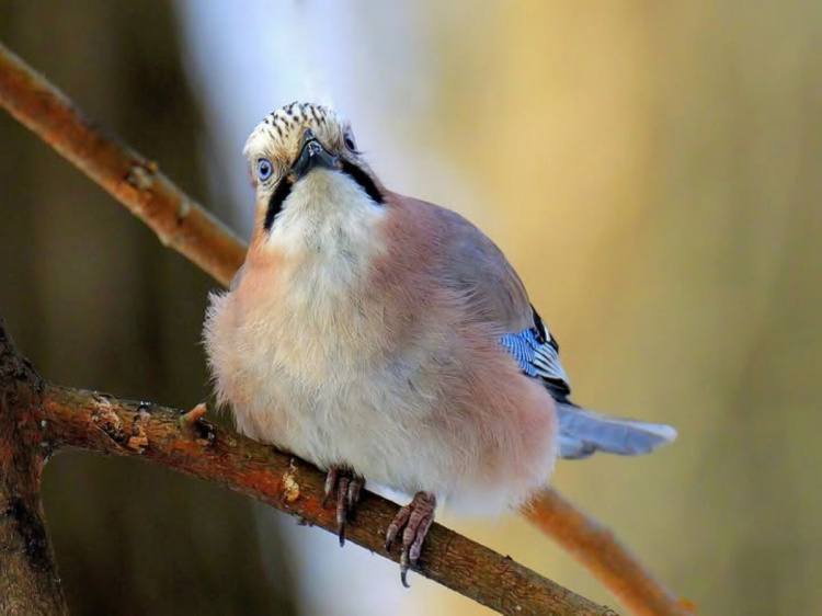 Вміє розмовляти та ховати скарби: дніпрянин зняв дивовижний портрет "артиста" лісів