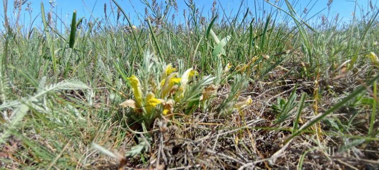 Свідок льодовикового періоду: під Кривим Рогом розквітла унікальна рослина-невидимка