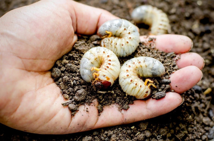 Битва за врожай на Дніпропетровщині: як захистити городину від личинок хруща