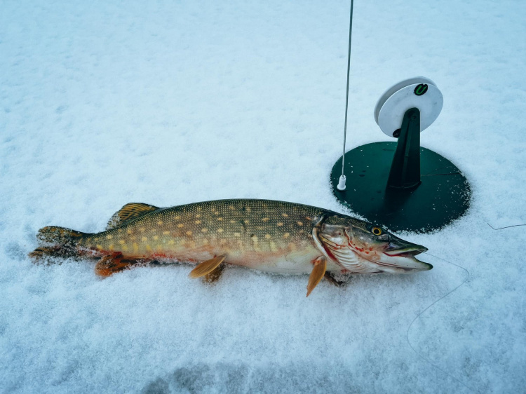 На Дніпропетровщині незабаром стартує заборона на вилов щуки: що варто знати рибалкам